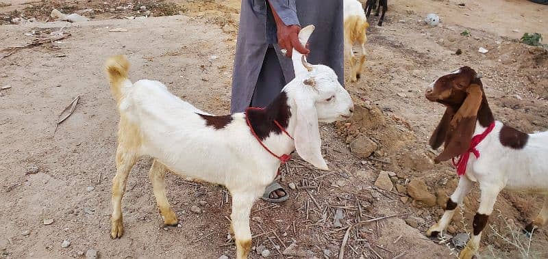 Goats (Bakra) for sale 12