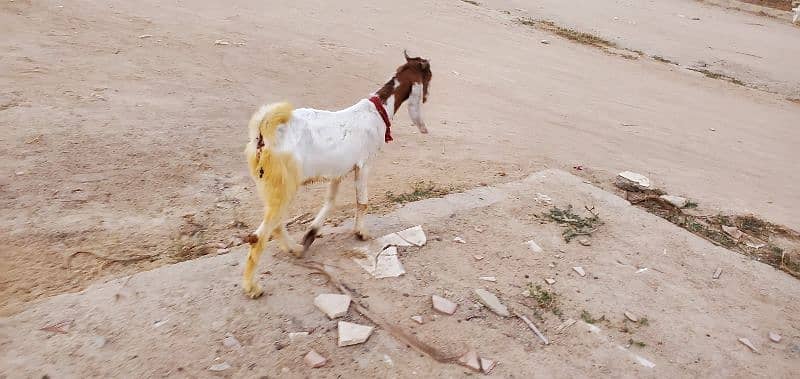 Goats (Bakra) for sale 13