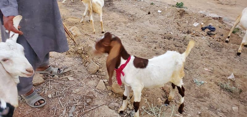 Goats (Bakra) for sale 14