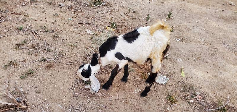 Goats (Bakra) for sale 15