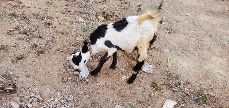 Goats (Bakra) for sale 16