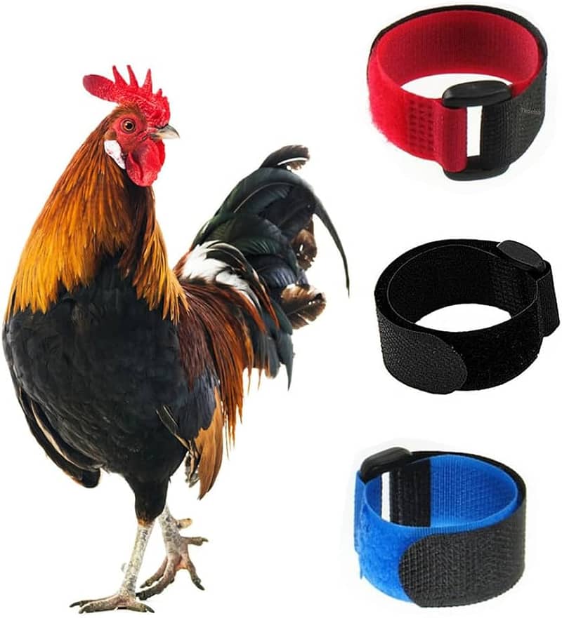 Poultry Equipments and Accessories, Chicken feeders and Drinkers 2