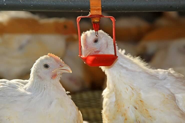 Poultry Equipments and Accessories, Chicken feeders and Drinkers 7