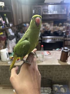 Green ringneck parrot