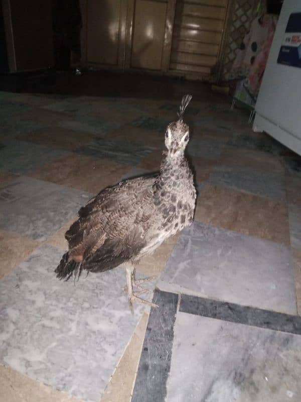 1 peacocks for sale 2