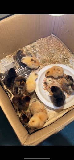 golden Mısri chicks for sale