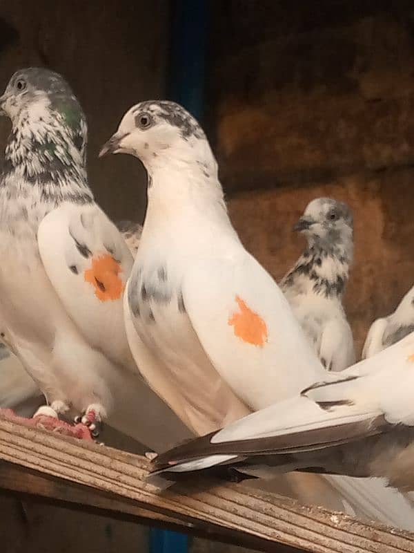 pigeons /kabootar/کبوتر 1