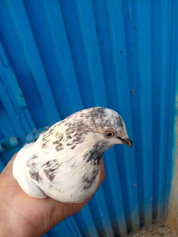 pigeons /kabootar/کبوتر 4