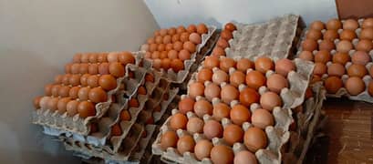 Non Fertile Eggs Of Lohamann Brown and black