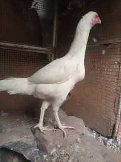 herra aseel white chonch punjoo ki breeder female