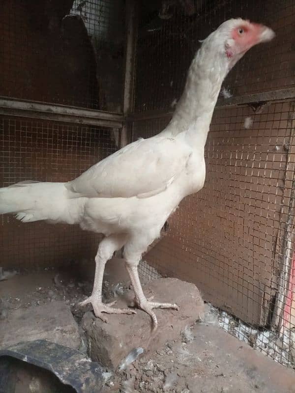 herra aseel white chonch punjoo ki breeder female 1