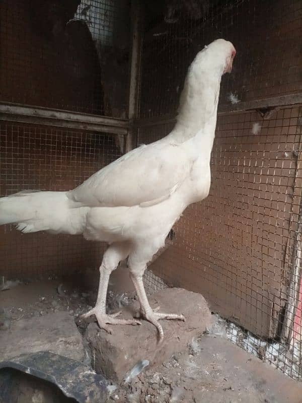 herra aseel white chonch punjoo ki breeder female 2