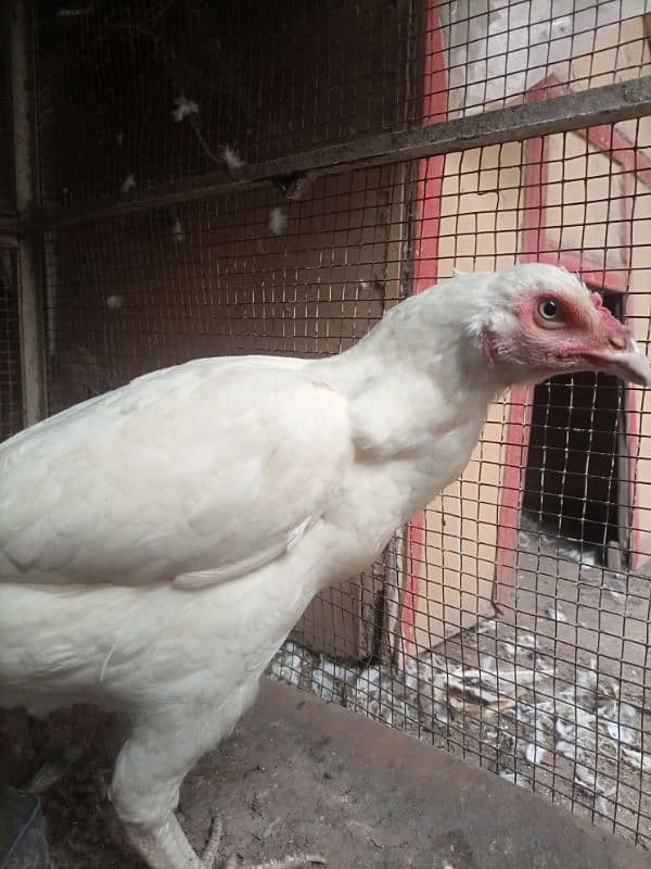 herra aseel white chonch punjoo ki breeder female 3