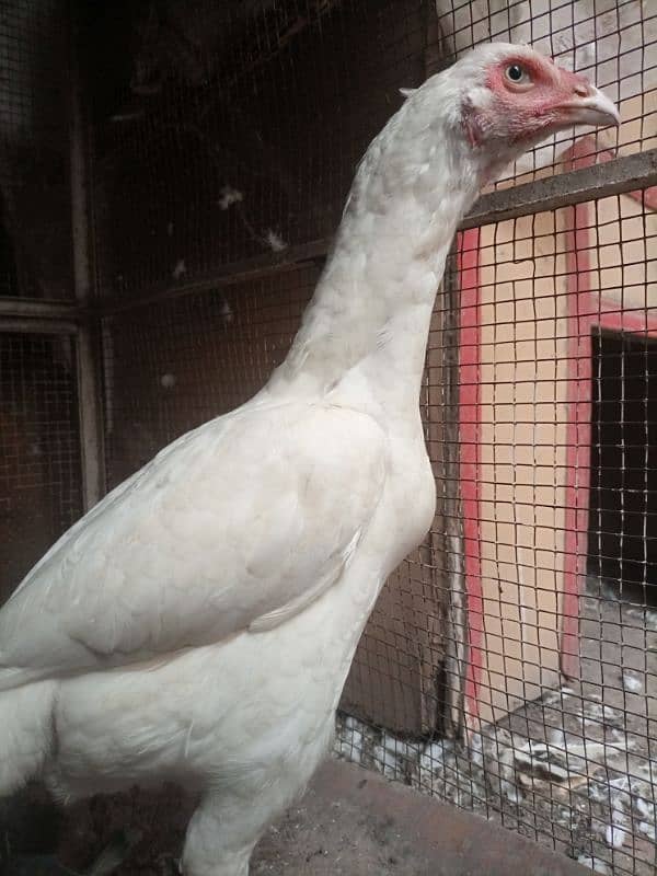 herra aseel white chonch punjoo ki breeder female 4