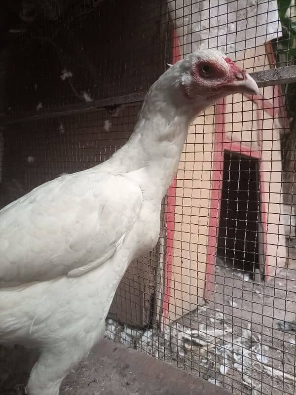 herra aseel white chonch punjoo ki breeder female 5