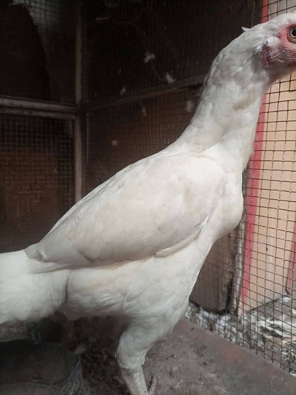 herra aseel white chonch punjoo ki breeder female 6