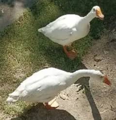 white Duck