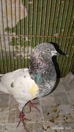 2 pigeon for sale