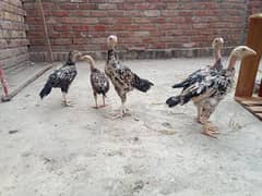 aseel chicks for sale