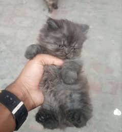 Persian cat Smoke grey