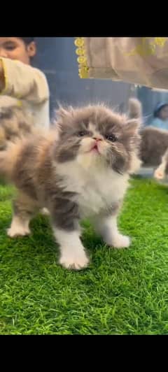 high quality kitten|Punch face Kittens|persian cat|cute|tripple|fluffy