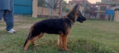 German shepherd long coat Non pedigree female puppy available