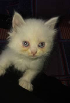 blue eyes tripple coated male kittens