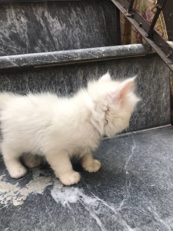 blue eyes tripple coated male kittens 4