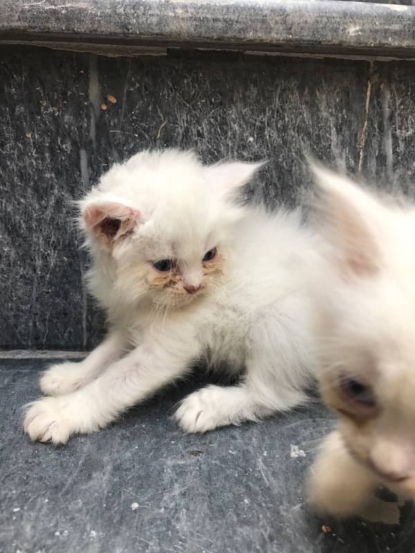 blue eyes tripple coated male kittens 5