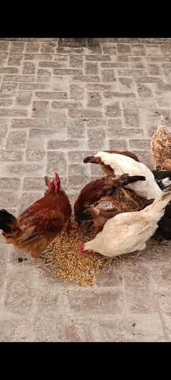 Desi hens