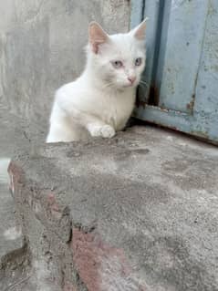 pair cat for sale full white