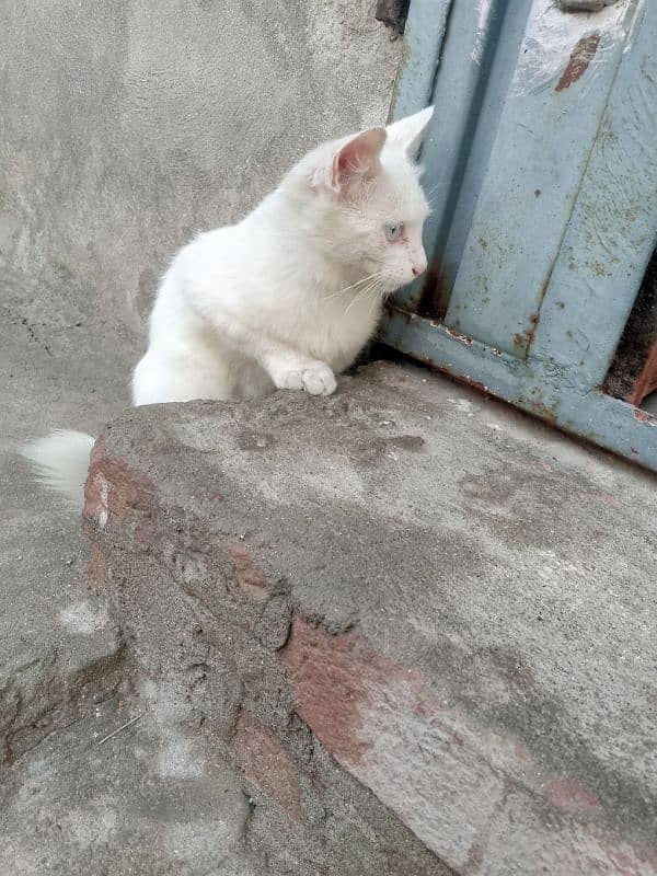 pair cat for sale full white 1