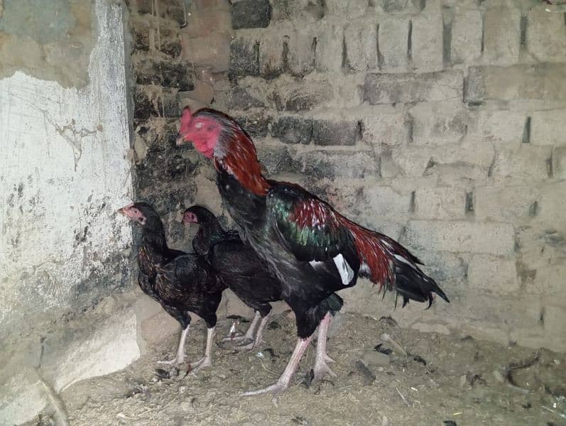 Sindhi Adeel breed 3