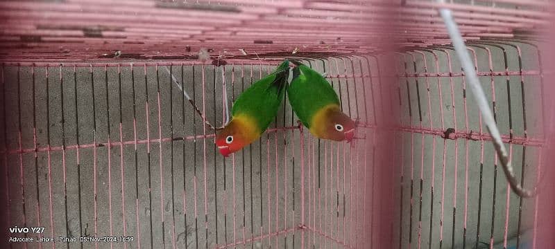 love birds  pairs for sale some pair with DNA and some non DNA 4