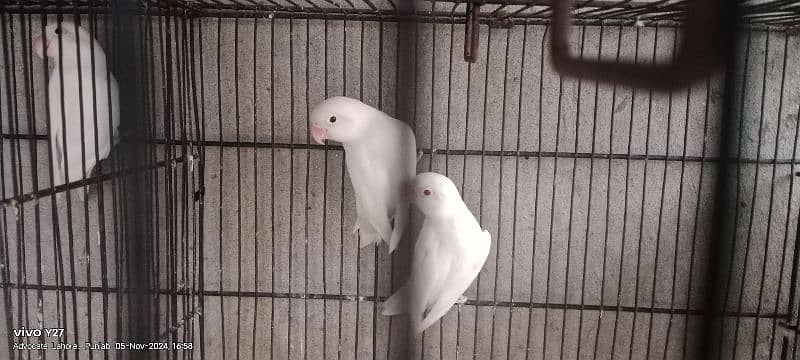 love birds  pairs for sale some pair with DNA and some non DNA 8