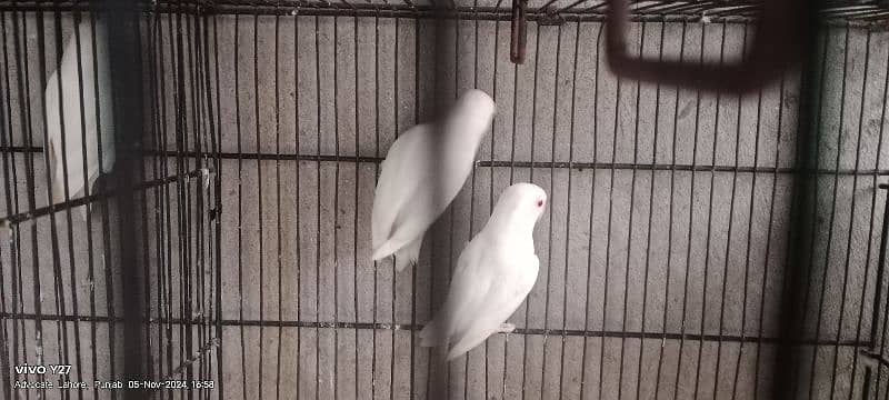 love birds  pairs for sale some pair with DNA and some non DNA 9