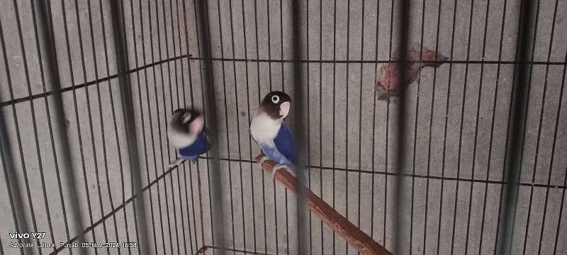 love birds  pairs for sale some pair with DNA and some non DNA 10