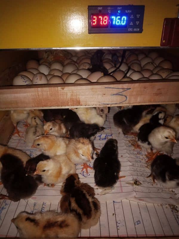 chiks / Aseel chicks / Golden Misri chick / high Quality chuzy 3