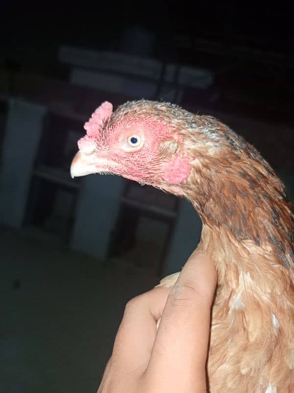 zero size super quality female 3