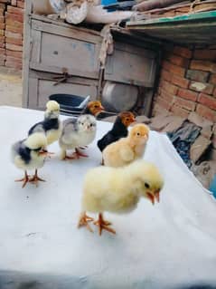 fancy chicks for sale  Only Whatsapp. =0.3. 0.2. 0.6. 8.1. 3.7. 5