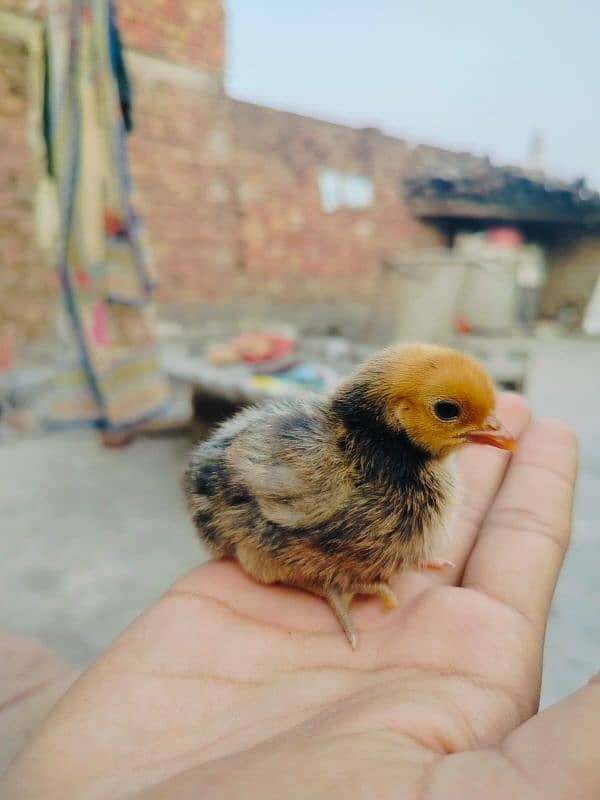 fancy chicks for sale  Only Whatsapp. =0.3. 0.2. 0.6. 8.1. 3.7. 5 3