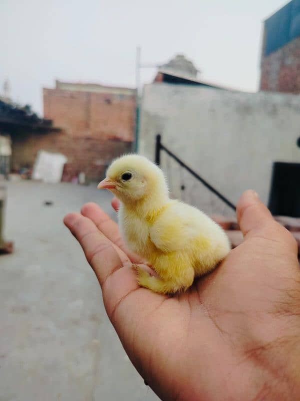 fancy chicks for sale  Only Whatsapp. =0.3. 0.2. 0.6. 8.1. 3.7. 5 4