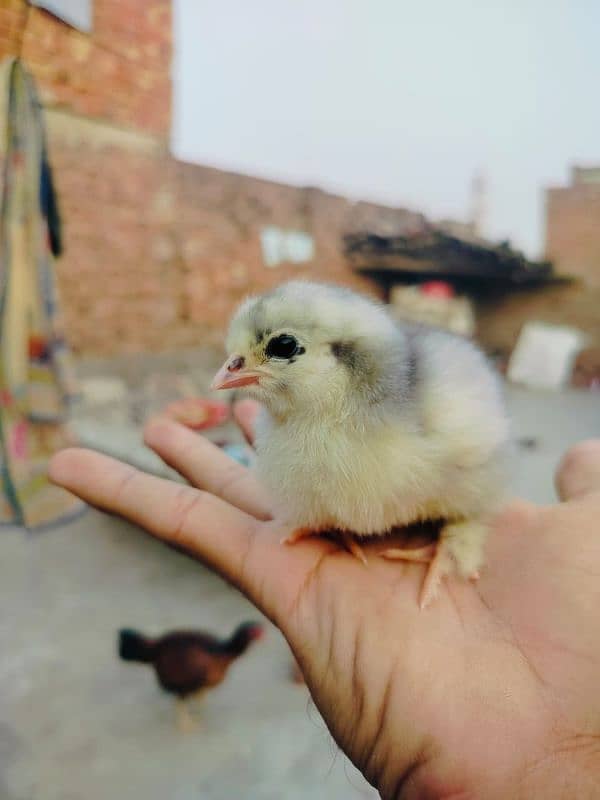 fancy chicks for sale  Only Whatsapp. =0.3. 0.2. 0.6. 8.1. 3.7. 5 8