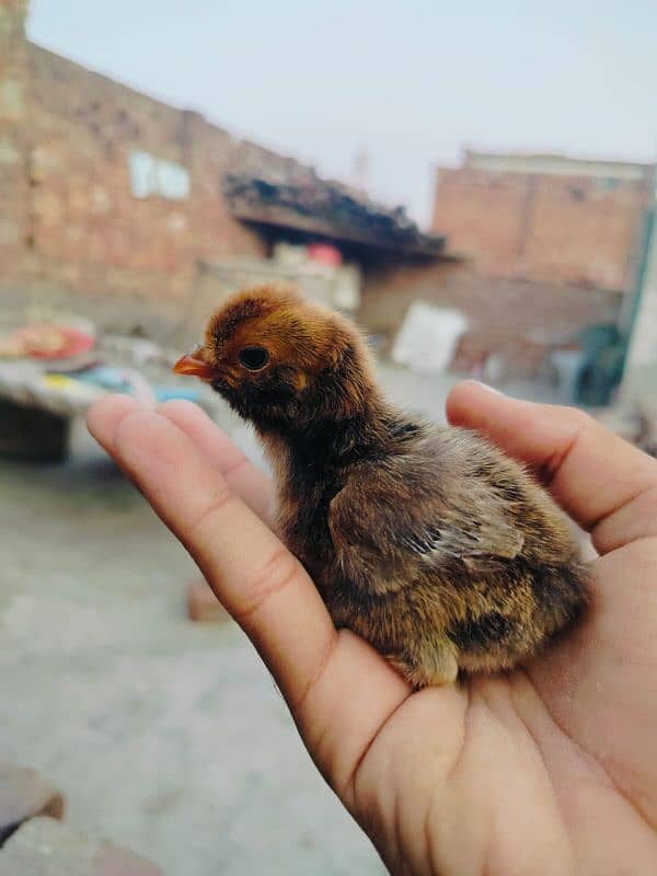 fancy chicks for sale  Only Whatsapp. =0.3. 0.2. 0.6. 8.1. 3.7. 5 12