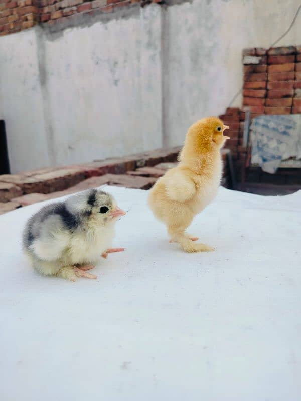 fancy chicks for sale  Only Whatsapp. =0.3. 0.2. 0.6. 8.1. 3.7. 5 13