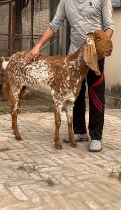 Makhi Cheeni Bakri for sale breeder