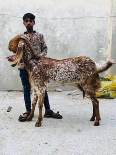 Makhi Cheeni Bakri for sale breeder