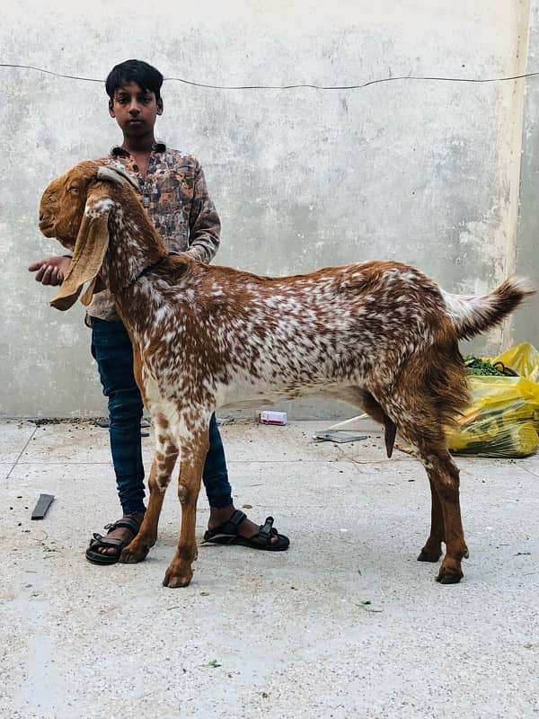 Makhi Cheeni Bakri for sale breeder 0