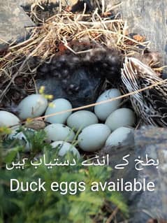 Duck eggs