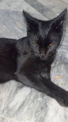 American black cat for sale Contact number 03024243470